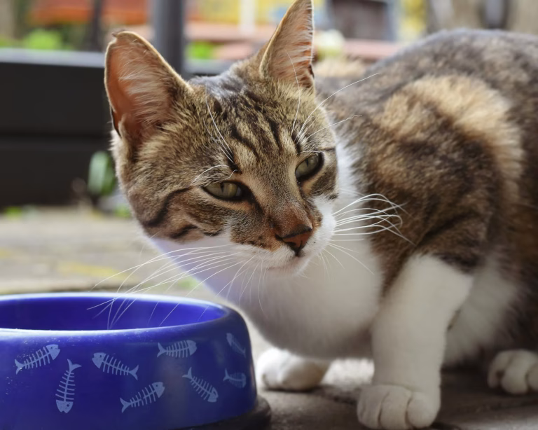"55 Best Healthy Dry Cat Foods for Your Furry Friend in 2025"