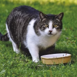 "Keep Your Cat Healthy: 45 Best Dry Foods of 2025"